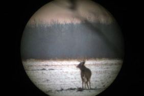 Deer In Scope