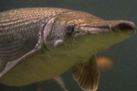Alligator Gar