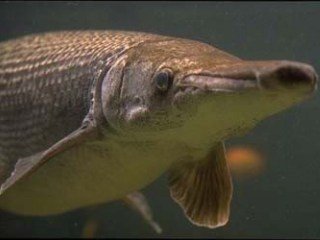 Alligator Gar