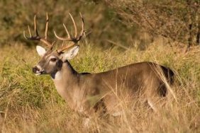 Whitetail Deer