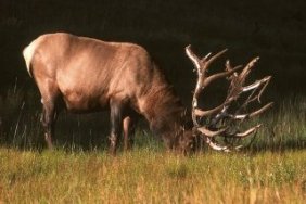 Elk