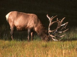 Elk