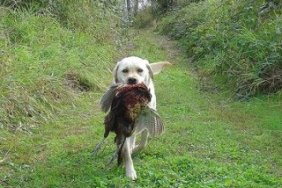 Phaesant-Hunting