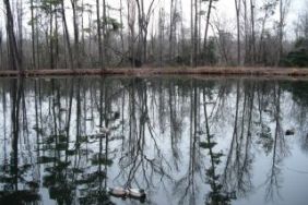 mallard-hunting