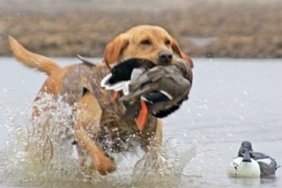 dog-with-bird