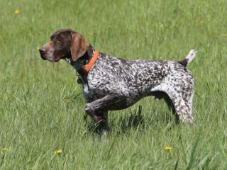 Bird Dog