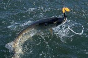 muskie-at-boat