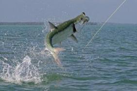 tarpon