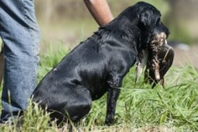 duck-hunting-dog