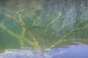 submerged-tree