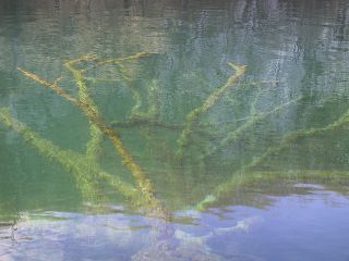 submerged-tree
