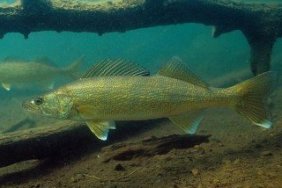 walleye
