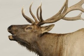 elk-calls