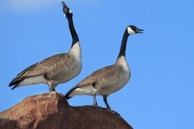 goose-calls