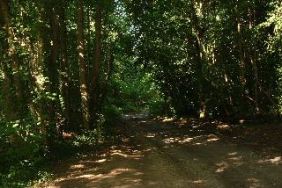 woods