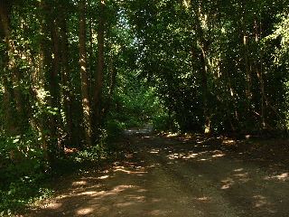 woods