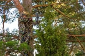 bowhunter-in-tree