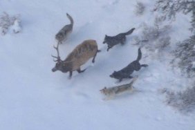 Wolves and Elk