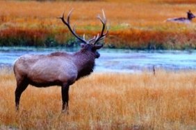 Mule Deer