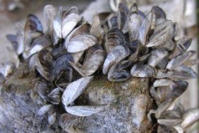 Zebra Mussels