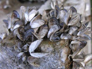 Zebra Mussels