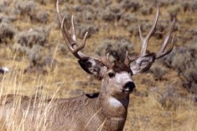 Mule Deer Buck