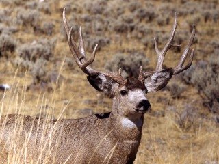 Mule Deer Buck