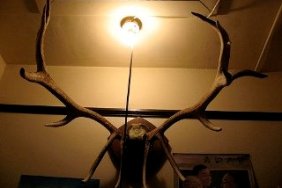 elk-antler