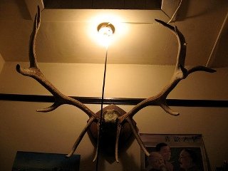 elk-antler