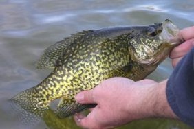 crappie