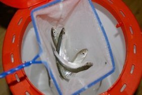 minnows
