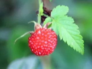 Thimbleberry