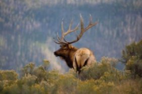 Elk on Hill