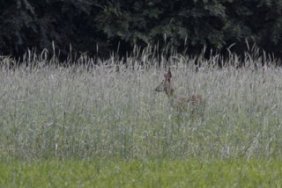 Deer in Field
