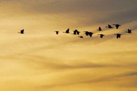 Sunrise Geese