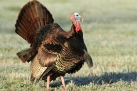 Turkey Hunting