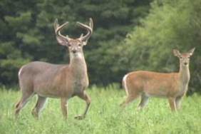 White Tail Deer
