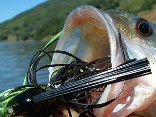 bagley fat cat fishing lure Cat, PI Pistachio Color – My Bait Shop, LLC Color:MOSS GREEN Bullet Accessories Aluminum Boat Rod Locker
