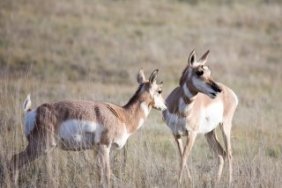 Pronghorns