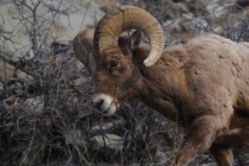 Mountain Sheep Gifts
