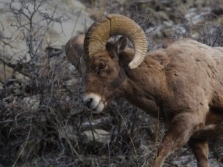 Mountain Sheep Gifts