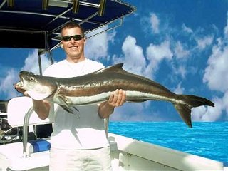 Fish Files: Cobia - LiveOutdoors