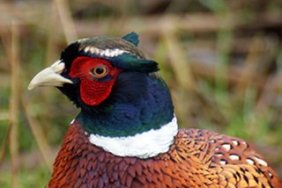 Pheasant