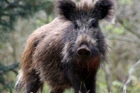 Boars in Berlin
