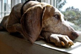 English Red-Tick