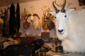 Taxidermy Shop