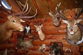 Taxidermy Customer