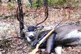 Blacktail Deer