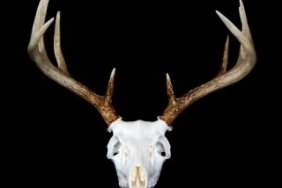 European Skull Mount