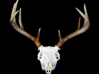 European Skull Mount